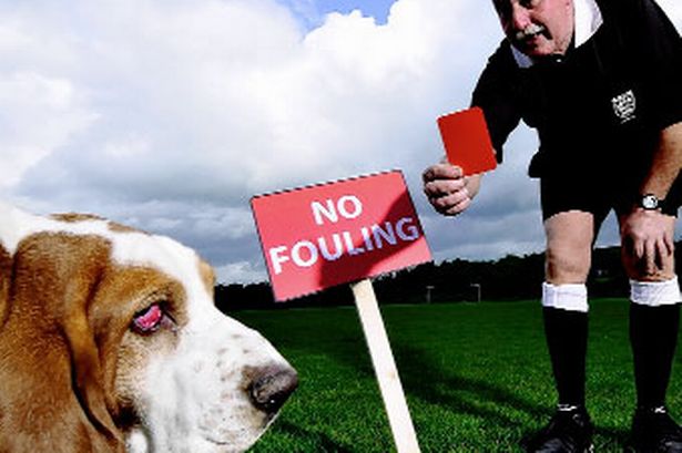 Caz amuzant în Serbia! Câinele eliminat, dar care a anulat meciul. Sursă foto: goal.com