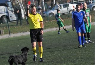 Cățelul din Serbia primind cartonașul roșu. Sursă foto: goal.com